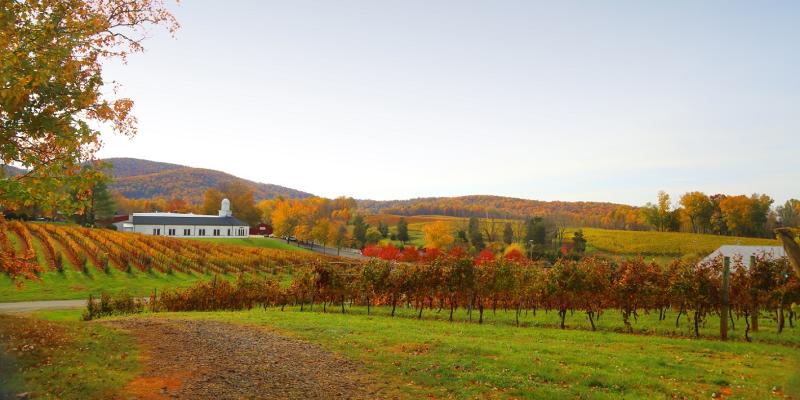 Wine trails on sale